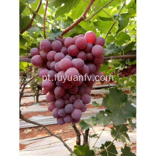 uvas vermelhas frescas de yunnan